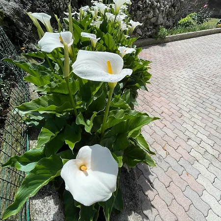Le Calle Holiday Apartments Torbole Sul Garda Exterior photo