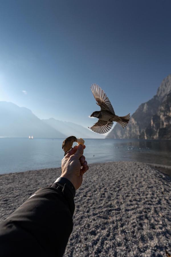 Le Calle Holiday Apartments Apartment Torbole Sul Garda