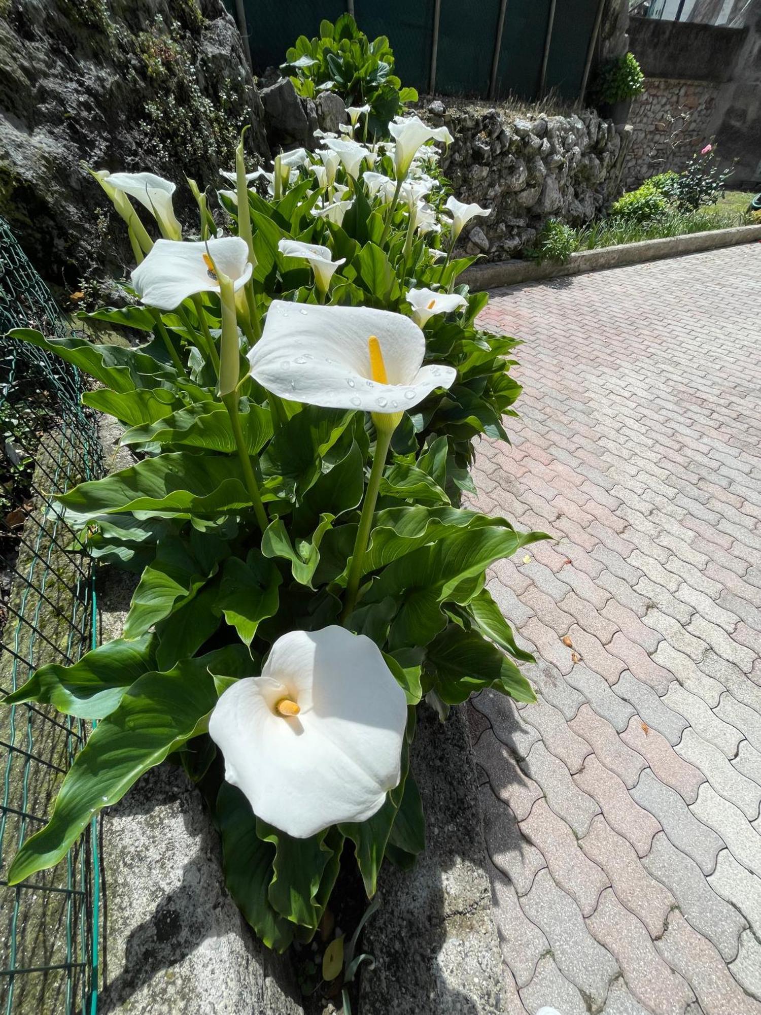 Le Calle Holiday Apartments Torbole Sul Garda